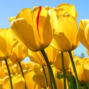 Meet your Posher, Kara